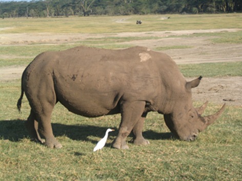 rinoceronte foto