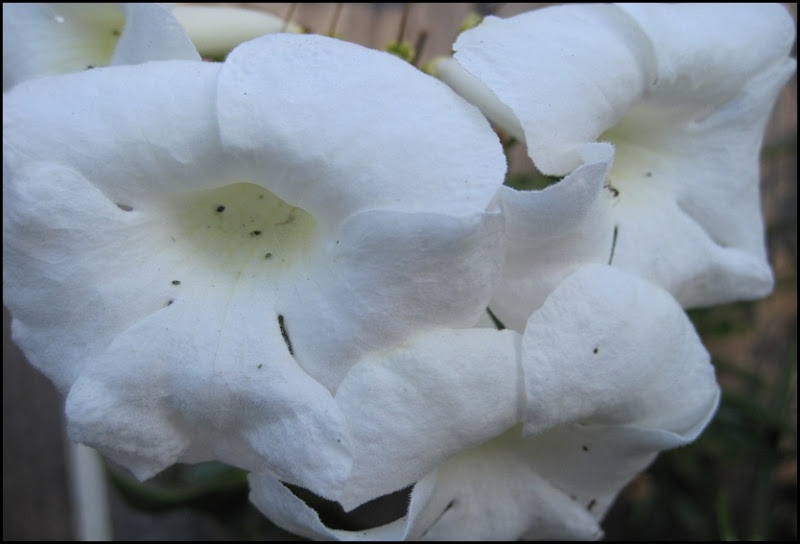 Cloud Flowers