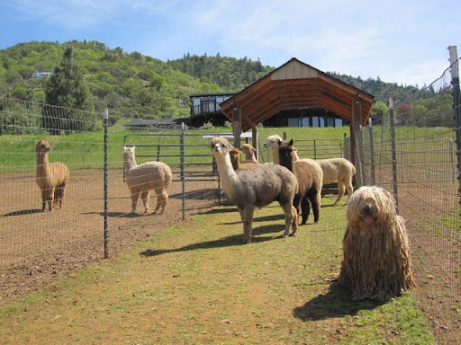 alpacas_100501%20034.jpg