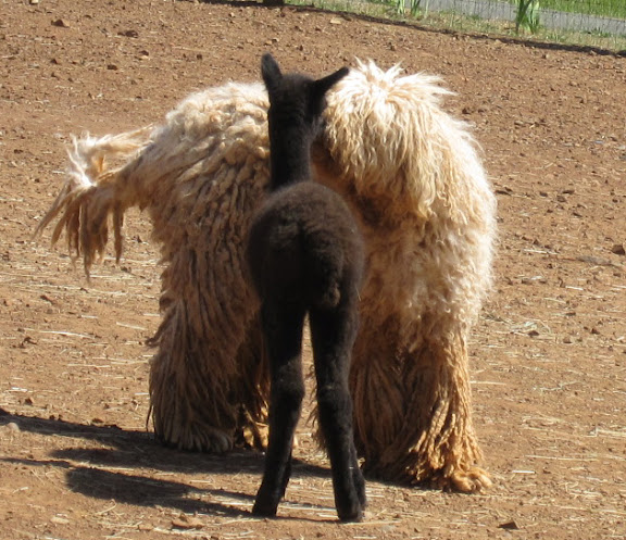 alpacas_090526%20039.jpg