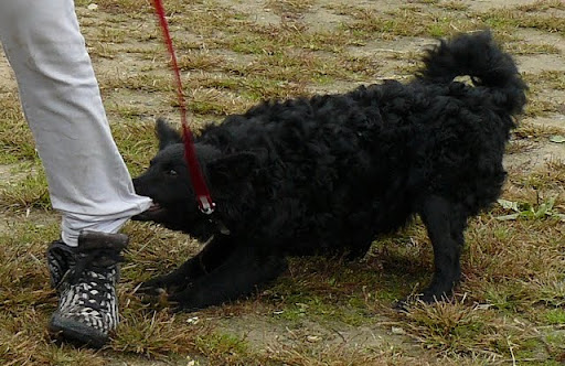 rex%20035.jpg