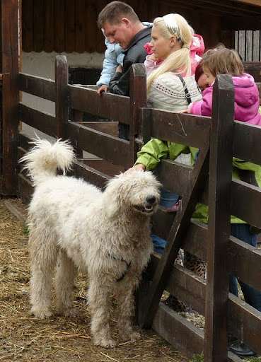 rex%20126.jpg