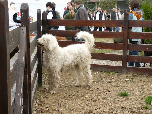 rex%20101.jpg