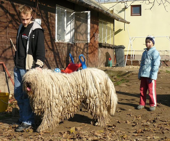 kulcsi%20komisz%20%C3%A9s%20lovagl%C3%A1s%20057.jpg