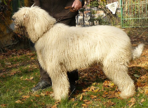 kulcsi%20komisz%20%C3%A9s%20lovagl%C3%A1s%20106.jpg