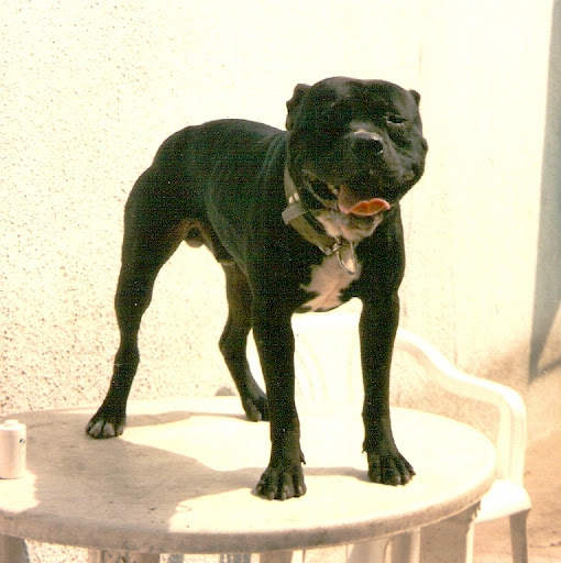 Buggsy.jpg