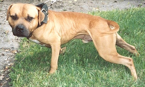 CH%20GAH%20DAMN%20KENNELS%20RICHARD%20RAMIREZ%20%283XW%29.jpg