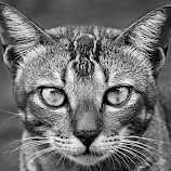 Kucing Liar BW3 by AbngFaisal Ami -  