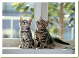 Kittens-cats-5979907-2560-1817