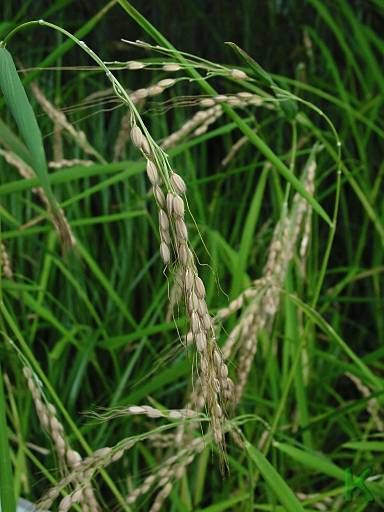 oryza sativa tableau