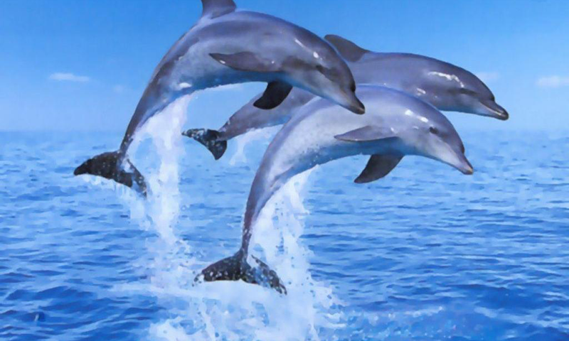 Delfines en movimiento protector de pantalla - Imagui
