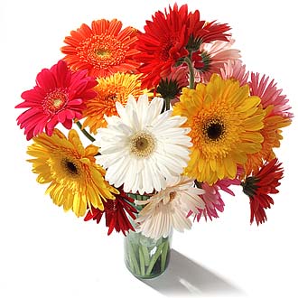 daisys-gerbera-mixed.jpg