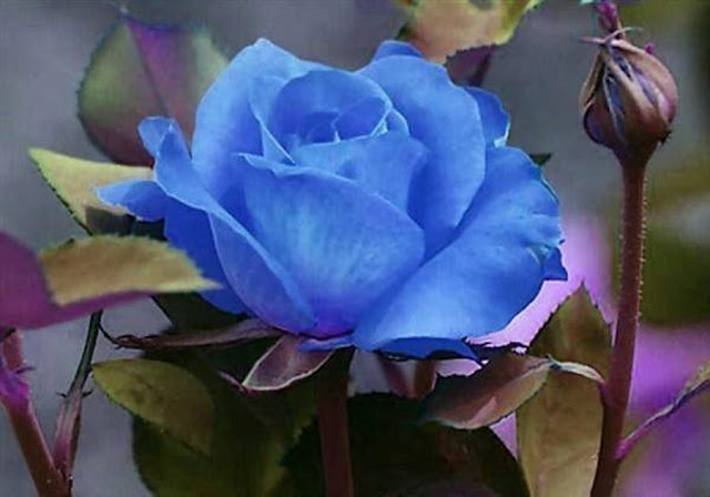 Rosa_Azul%5B1%5D.jpg