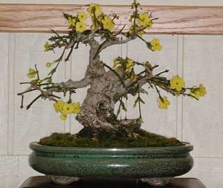 [jasminum-nudiflorum-bonsai[2].jpg]