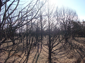 Forest Fire Forest Fire