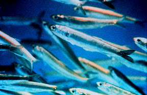 Anchovies Anchovies
