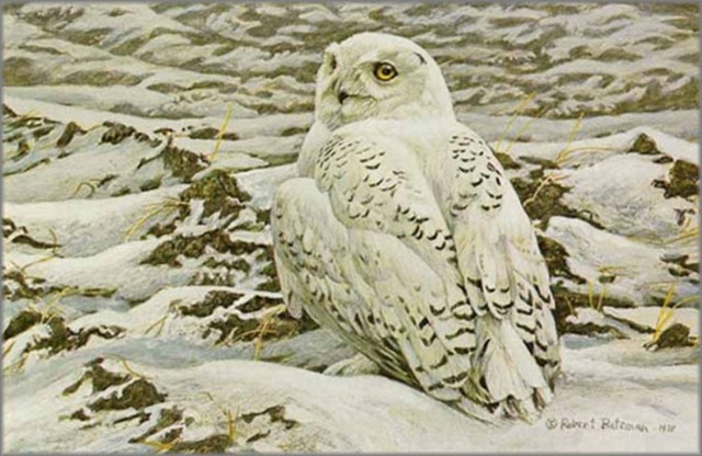 [robert-bateman-plowed-field-snowy-owl_4416114[2].jpg]