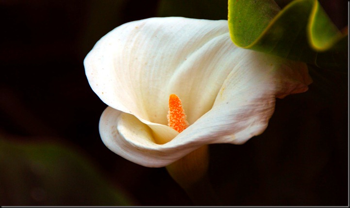 Κρίνος ,συμβολίζει την αναμάρτητη---Lily symbolizes the sinless
