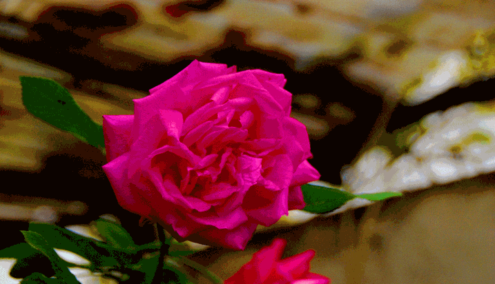 ΤΟ ΤΡΙΑΝΤΑΦΥΛΛΟ ΕΧΕΙ ΑΓΚΑΘΙΑ - Τριαντάφυλλο από τον κήπο μου  Το τριαντάφυλλο έχει αγκάθια, αλλά αυτό δεν επηρεάζει  την υπεροχή ομορφιά του .Μετά την βροχή αστραφτερό στον πρωινό ήλιο βγήκα στον κήπο όπου οι  σε όλα τα χρώματα  ξεχειλίζουν αρώματα και ομορφιά.Από το τριαντάφυλλο παίρνουμε το ροδέλαιο και το ροδόσταγμα (ροδόνερο). Υπολογίζεται ότι χρειάζονται περίπου 3.000 κιλά ανθών ρόδου για ένα μόνο κιλό ροδέλαιου και ότι αυτό στοιχίζει πολλές φορές όσο με το ίδιο βάρος χρυσάφι
