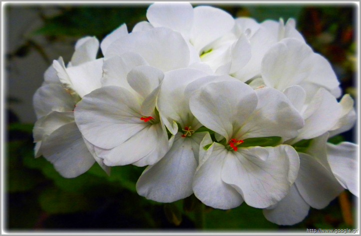 Ένα όμορφο λουλούδι - A beautiful flower