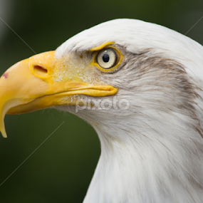 Bald Eagle by Nikki Wilson - Animals Birds