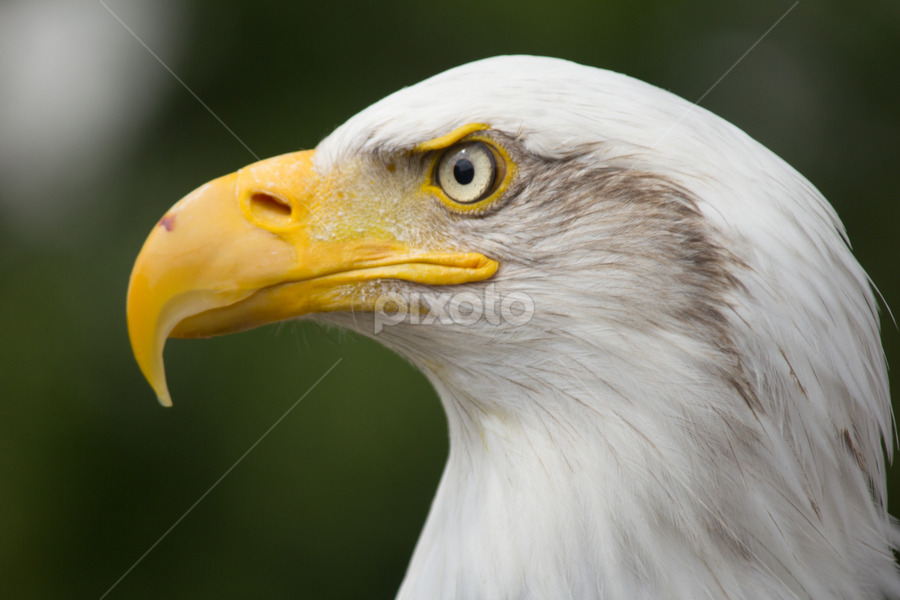 Bald Eagle by Nikki Wilson - Animals Birds