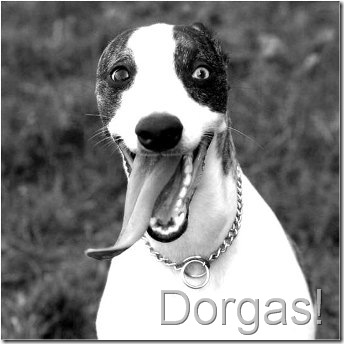 animais engraçados4