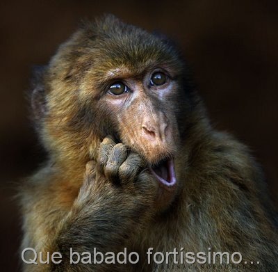 [animais engraçados 6[7].jpg]