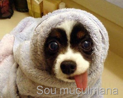 [fotos-engracadas-de-animais-14[14].jpg]