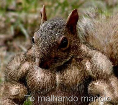 [esquilo-musculado[7].jpg]