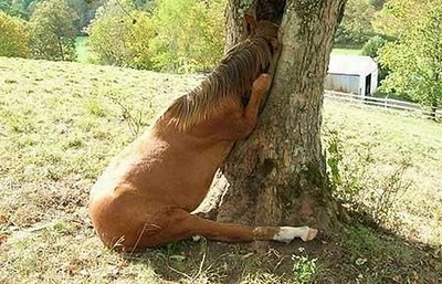 [Animal-Get-Amazingly-Stuck-2[6].jpg]