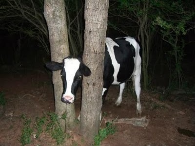 [Animal-Get-Amazingly-Stuck-4[6].jpg]