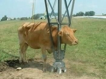 [Animal-Get-Amazingly-Stuck-5[6].jpg]
