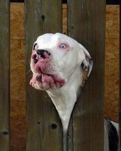 Animal-Get-Amazingly-Stuck-7