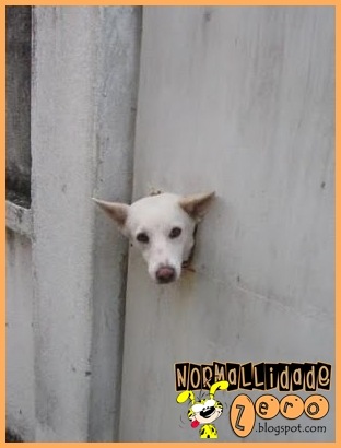 [Animal-Get-Amazingly-Stuck-17[1].jpg]