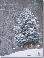 Snow in a cedar tree