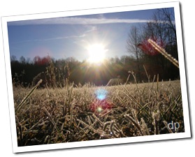 frosty grass with sun