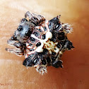 Double-spotted Spiny Spider