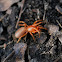 woodlouse spider