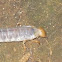 White Grub