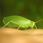 Common True Katydid