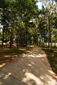 Shaded Pathways at the Trappist Monastery