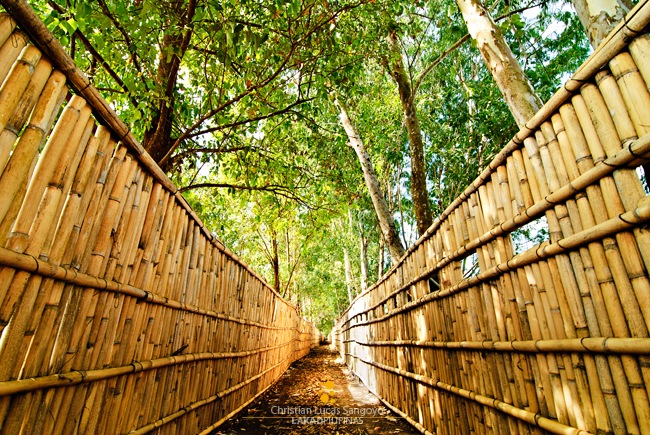The Fenced Trail at the Candaba Swamp - Inspired by Ferdz Decena's Photo of the same place =P