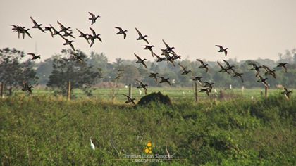 Ducks in Flight at Candaba Wetlands