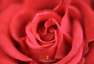 Close Up of a Red Rose at Burnham Park Orchidarium