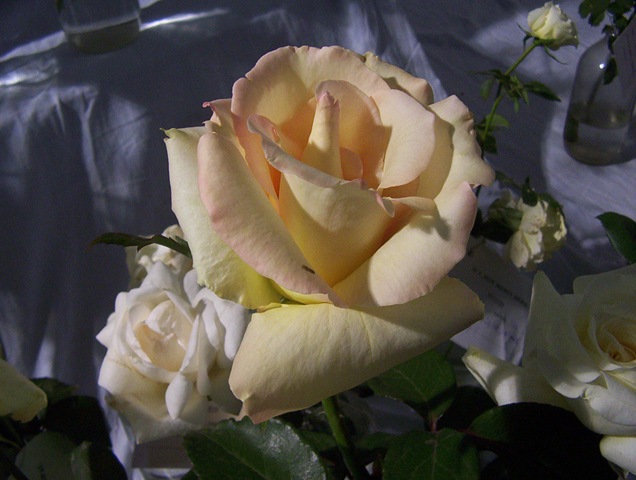 [white rose[2].jpg]