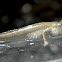 mudskipper