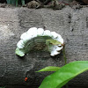 Bracket Fungi