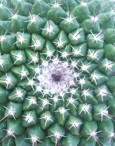 costa-rica-cactus-family-travel