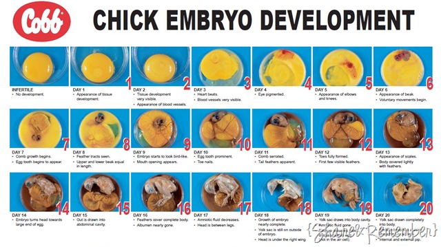 Baby Chick Development: A Journey from Egg to Adulthood